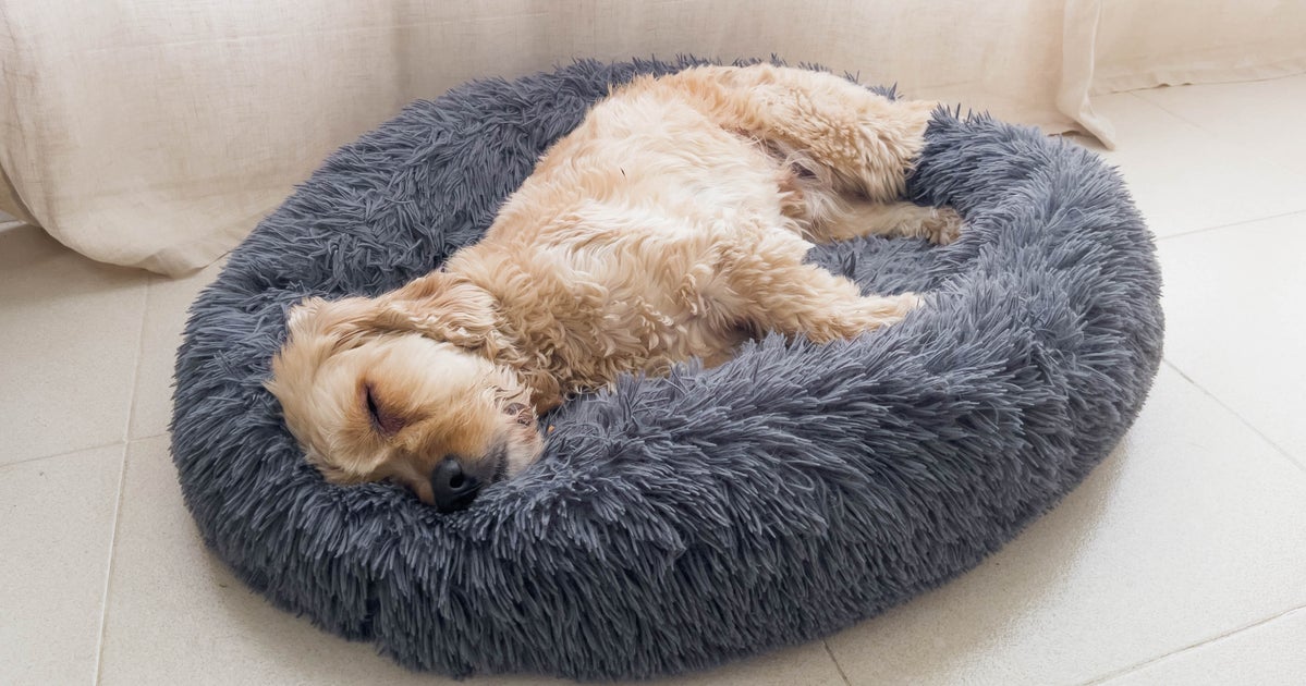 NextImg:This $22 Bed Feels Like A ‘Safe Spot’ For Pets — And There’s A Reason Why