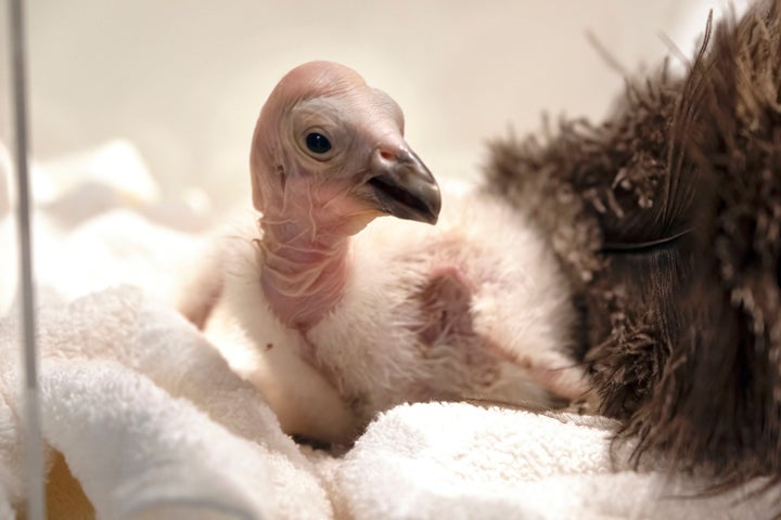 Here is a cute baby California condor that received a vaccine for a deadly strain of avian influenza. This virus is threatening multiple species, has devastated the U.S. egg and poultry industry, and now poses a risk to humans.