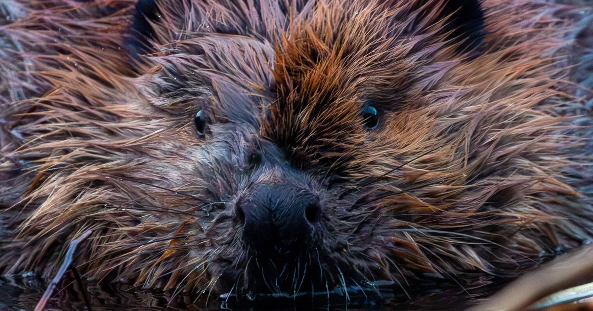 NextImg:'So Spherical': Really Rotund Beaver Inspires Awe And Hope