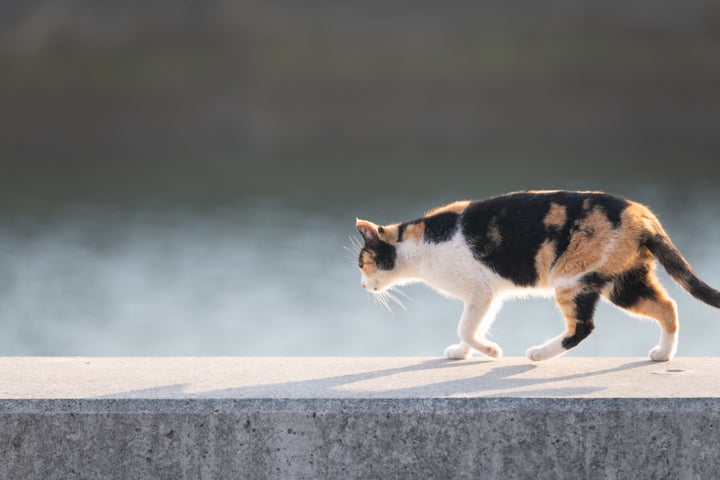 Cute cat walking on the embankment