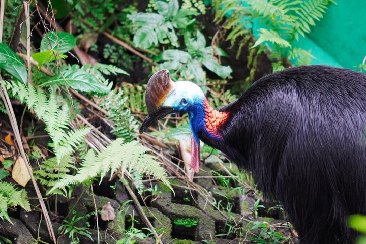 Close-up of a cassowary bird with a deep blue neck in the cage