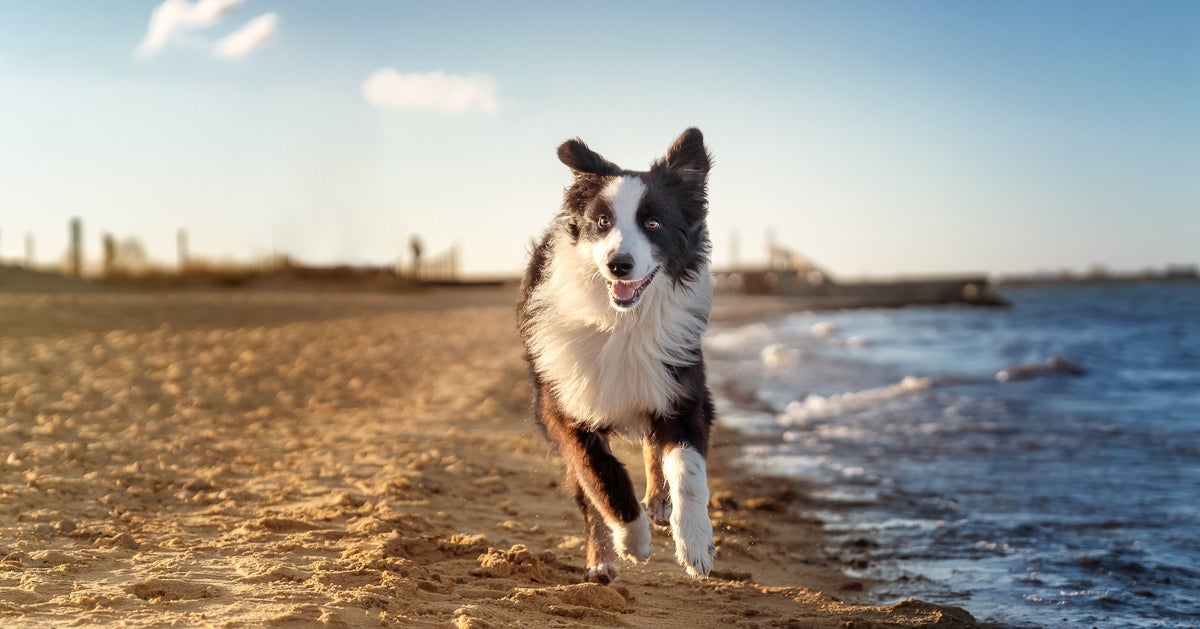 NextImg:10 Dog-Friendly Destinations Worth Visiting With Your Pet