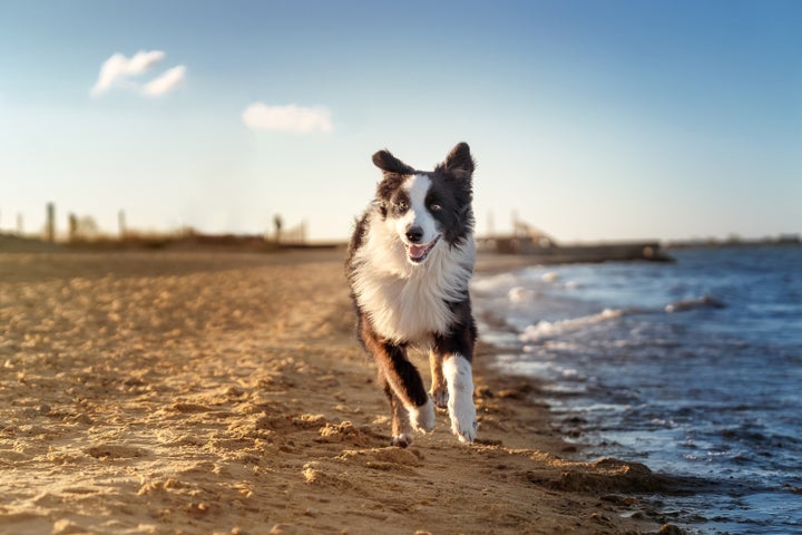 Keep your individual dog's needs and temperament in mind when choosing a destination to visit with your pup. 