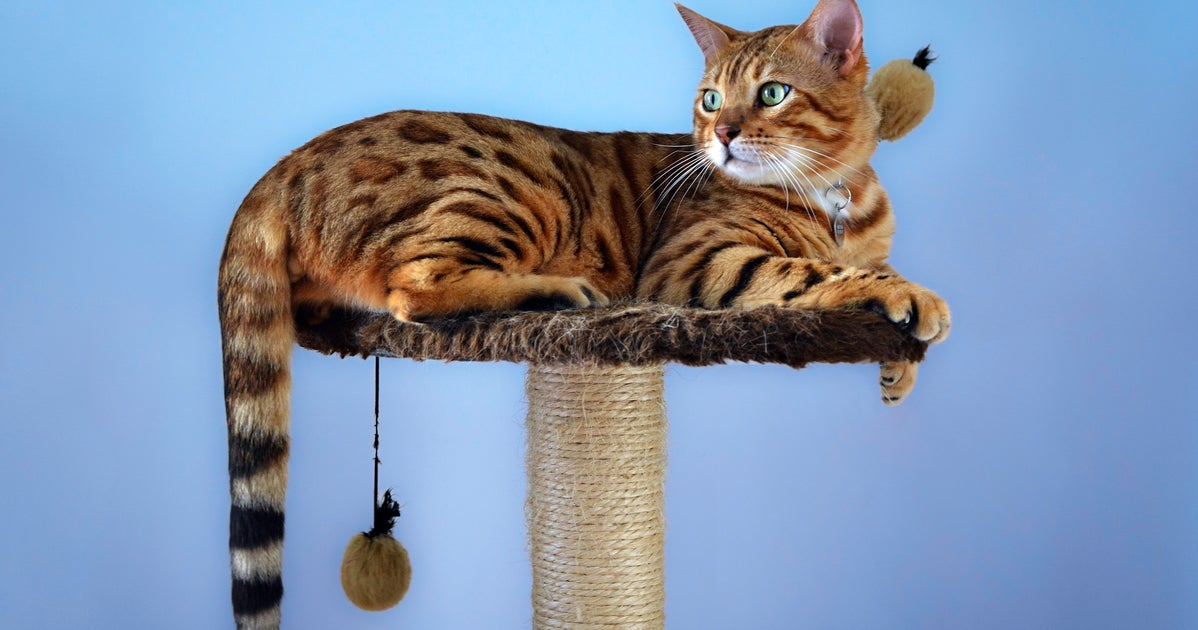 A Feline Behaviorist Explains Why You Need A Cat Tree | HuffPost Life