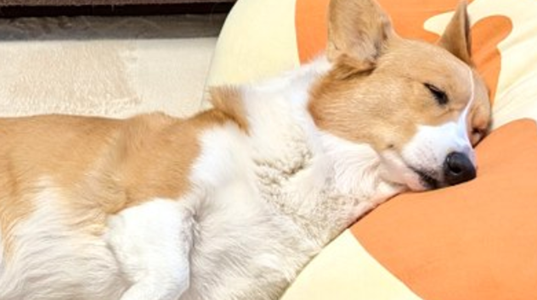 まるで日本地図？「北海道チーズ蒸しケーキ」のクッションに頭を置いて