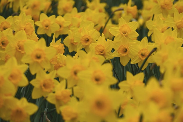 A patch of flowering daffodils