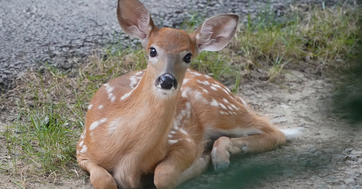 Woman Arrested, Has Pet Deer Confiscated After Officials Say She Kept Animal Illegally