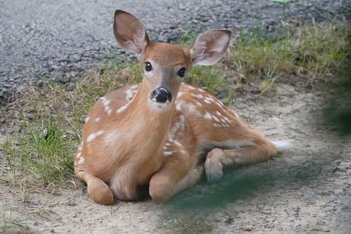 A young fawn. Recently, a woman in Pennsylvania was charged with resisting arrest, obstruction of justice, disorderly conduct and taking possession of game or wildlife regarding a pet deer she had.