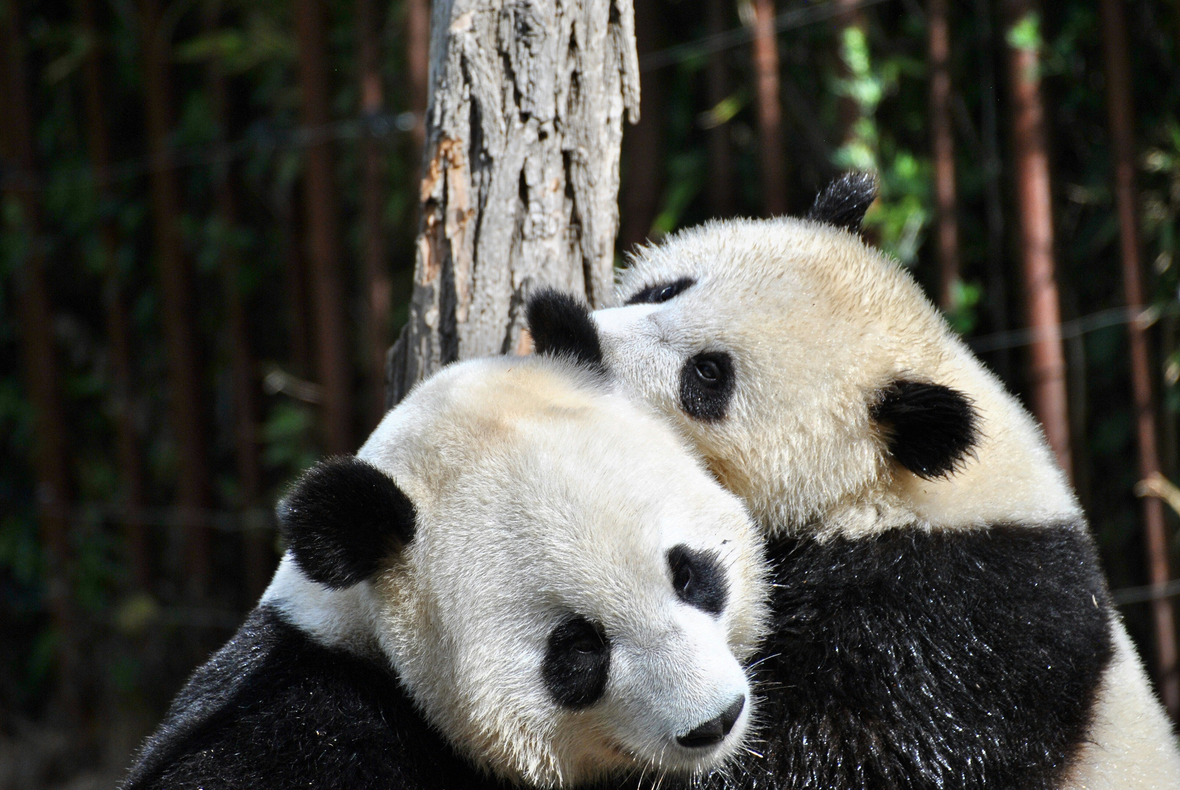 Are You A Panda Parent? Here’s What That Actually Means