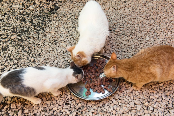 three shelter cats eating