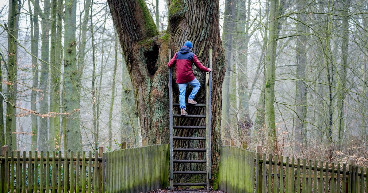 NextImg:German Romantics Climb Oak Tree Instead Of Scrolling Tinder