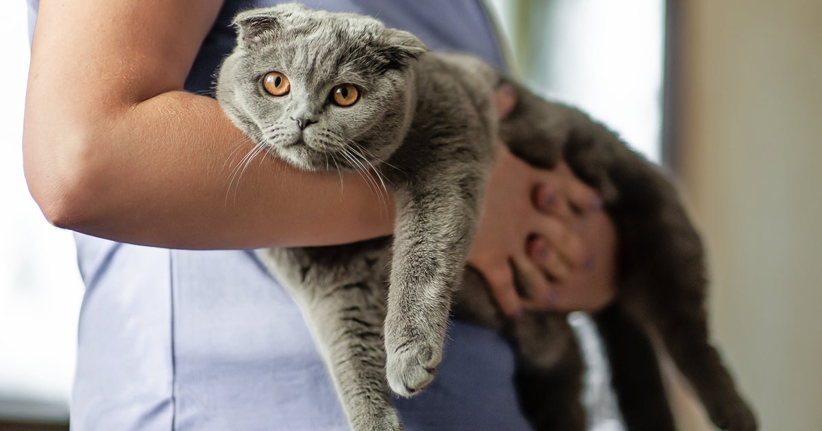 NextImg:13 Subtle Changes Veterinarians Would Never Ignore In Their Cats