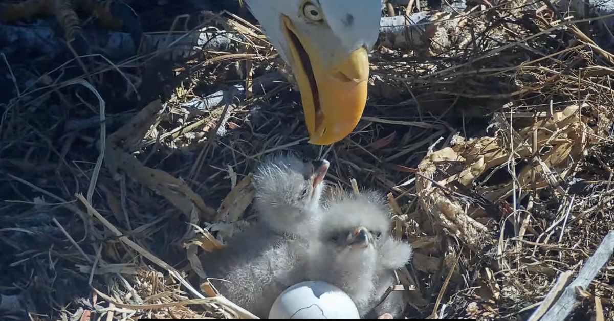 NextImg:Bald Eagle Couple Who Struggled To Hatch Chicks Last Year Welcome New Hatchlings