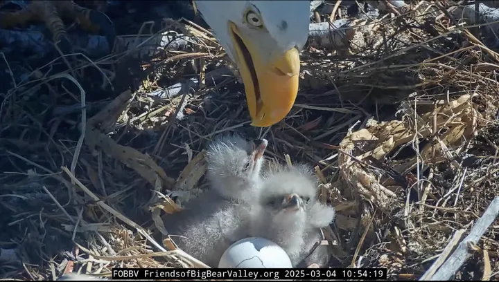 One of the eagle parents feeds their chicks in a livestream by Friends of Big Bear Valley.