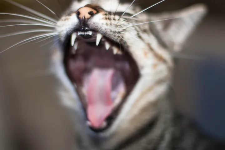 Dental disease is very common in cats, so it’s important to look out for signs like bad breath.