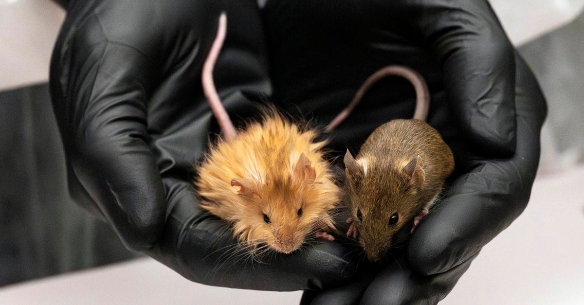NextImg:Scientists Genetically Engineer Mice With Hair As Thick As Woolly Mammoth