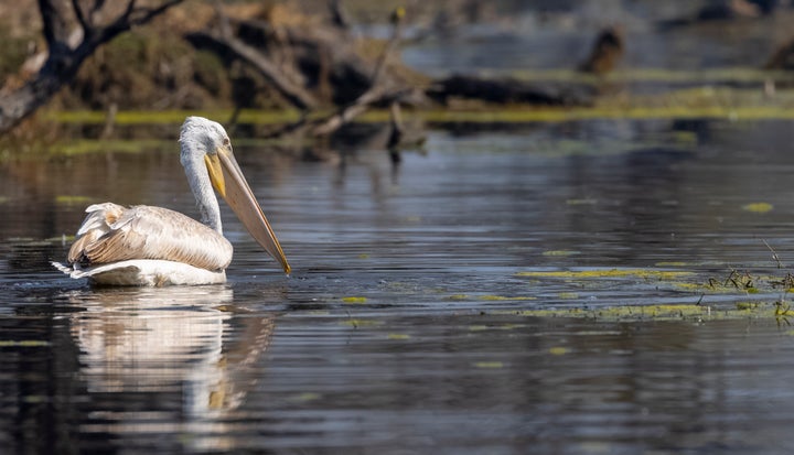 Dalmatian Pelican (Pelecanus crispus) floating in river during the winter migration in the forest.