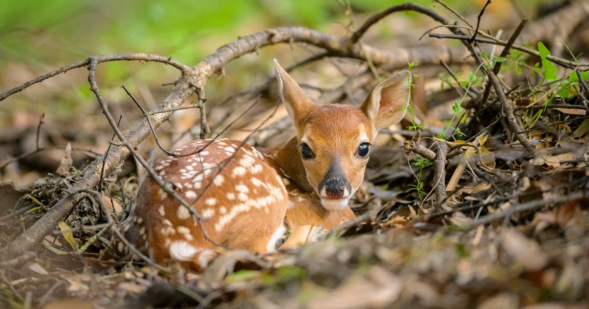 Officials Reveal The Fate Of Pet Deer Seized In Viral Video