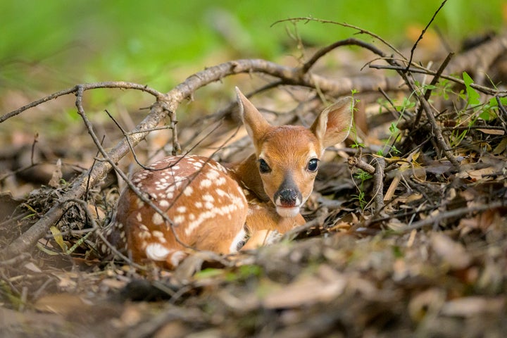 A newborn white-tailed deer fawn (who is not Baby).