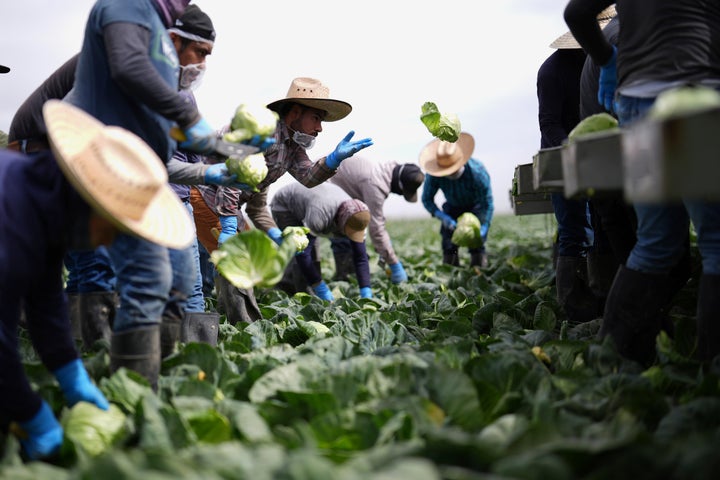 Workers harvest cabbage Wednesday, March 5, 2025, on a field less than ten miles from the border with Mexico, in Holtville, Calif. (AP Photo/Gregory Bull)