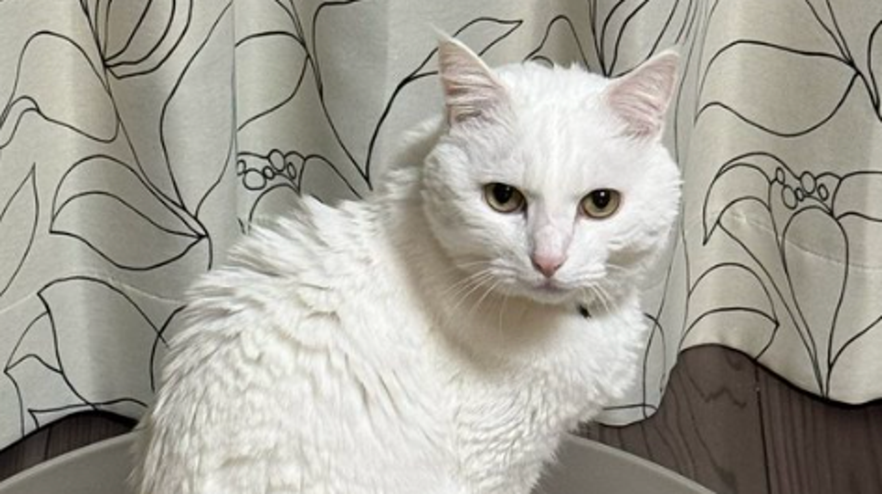 飼い主がセットしたベッドに収まる白猫の姿に「モデルの素質ある 飼い主がセットしたベッドに収まる白猫の姿に「モデルの素質ある