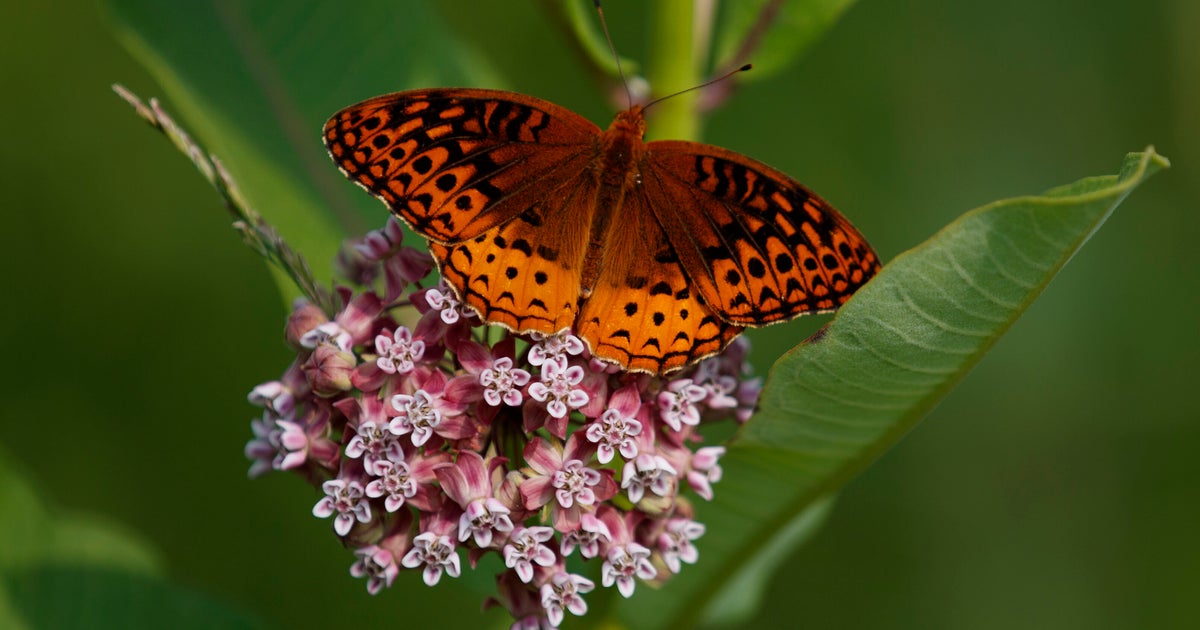 America's Butterflies Are Disappearing At 'Catastrophic' Rate, Study Says