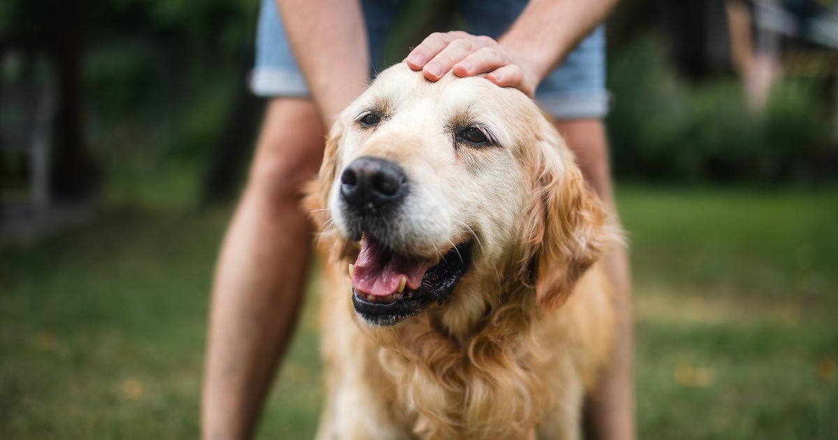 NextImg:13 Changes Veterinarians Would Never Ignore In Their Dogs