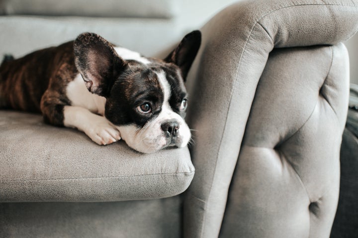 A dog that is suddenly skipping meals and/or showing signs of weakness and fatigue might be dealing with a serious underlying issue.