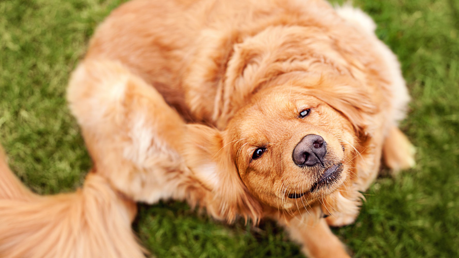 Feature Image for interests on Allergies, Dogs, ETF, Financial Services from huffpost.com