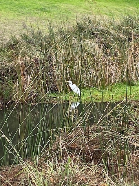 A white Egret along a creek in Austin.