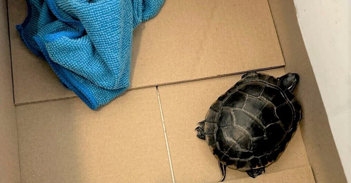 NextImg:TSA Catches Man Smuggling Live Turtle In His Pants At NJ Airport