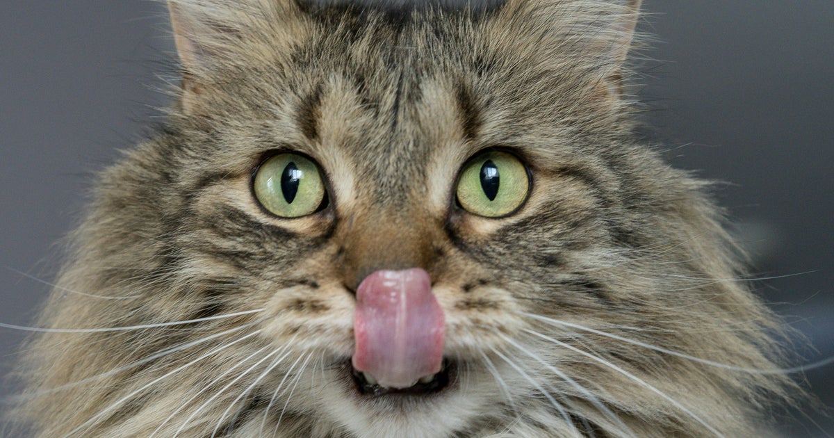 Here’s The Real Reason Your Cat Licks You, And It’s Pretty Heartwarming