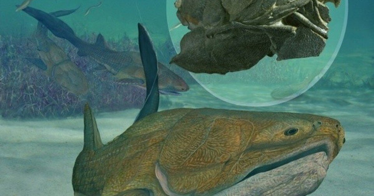 Ancient Fish Fossil Discovered Has World's Oldest Recognizable Face ...