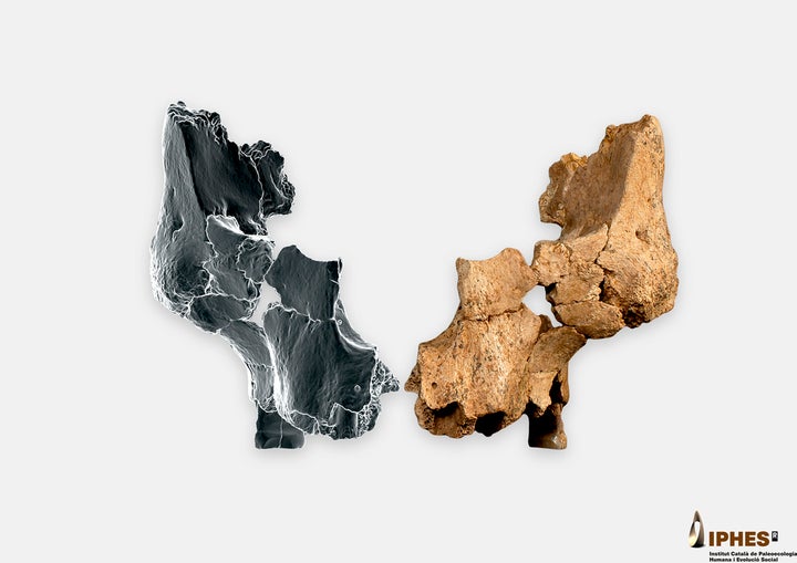 This image provided by the Catalan Institute of Human Paleoecology and Social Evolution in March 2025, shows a fossil of the left midface of a hominin, right, between 1.1 million and 1.4 million years old, recovered from the Sima del Elefante site in Sierra de Atapuerca, Burgos, Spain, and a mirrored simulation of the other side. (Maria D. GuillÃ©n/IPHES-CERCA, Elena Santos/CENIEH via AP)