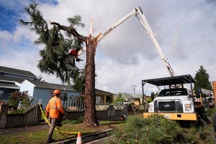 Workers clear a tree after it fell on a street during a storm Thursday, March 13, 2025, in Pico Rivera, Calif. (AP Photo/Damian Dovarganes)