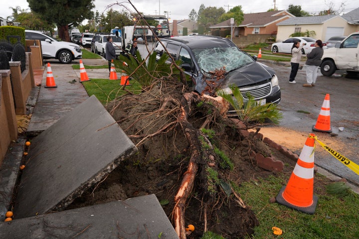 A storm uprooted a tree, damaging a vehicle, Thursday, March 13, 2025, in Pico Rivera, Calif.