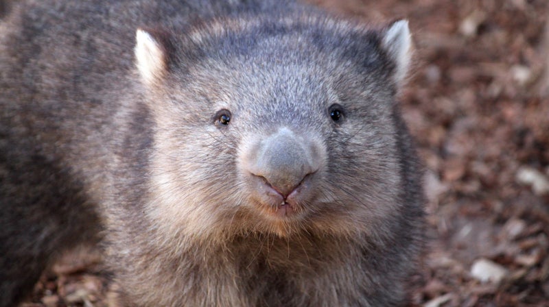 wombat