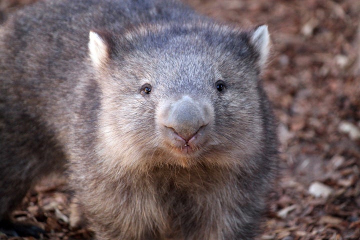 An American influencer faced major backlash after posting a video showing herself grabbing a baby wombat (not pictured) and carrying it away from its mother.