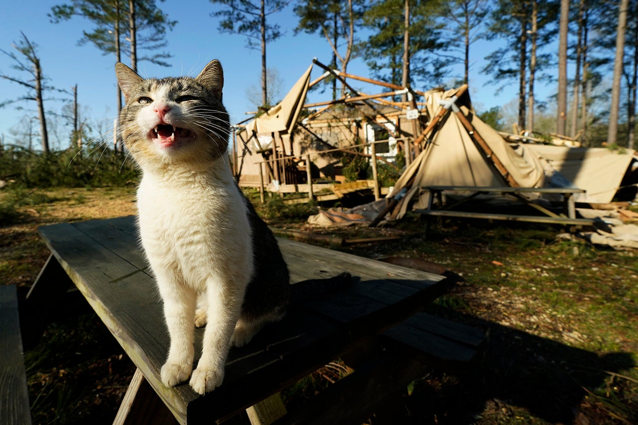 A cat cries out while sitting before a destroyed cabin from a tornado at Paradise Ranch RV Resort in Tylertown, Miss., on Sunday.