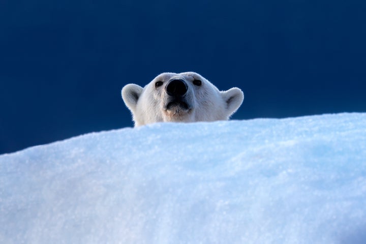 Polar bear, ursus maritimus, peeps over the top of an iceberg. Vikinge Bay, Scoresby Sund, Greenland. Blue background with space for text.