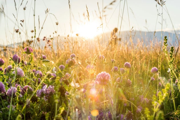 Lilac flowers in bright sunlight.