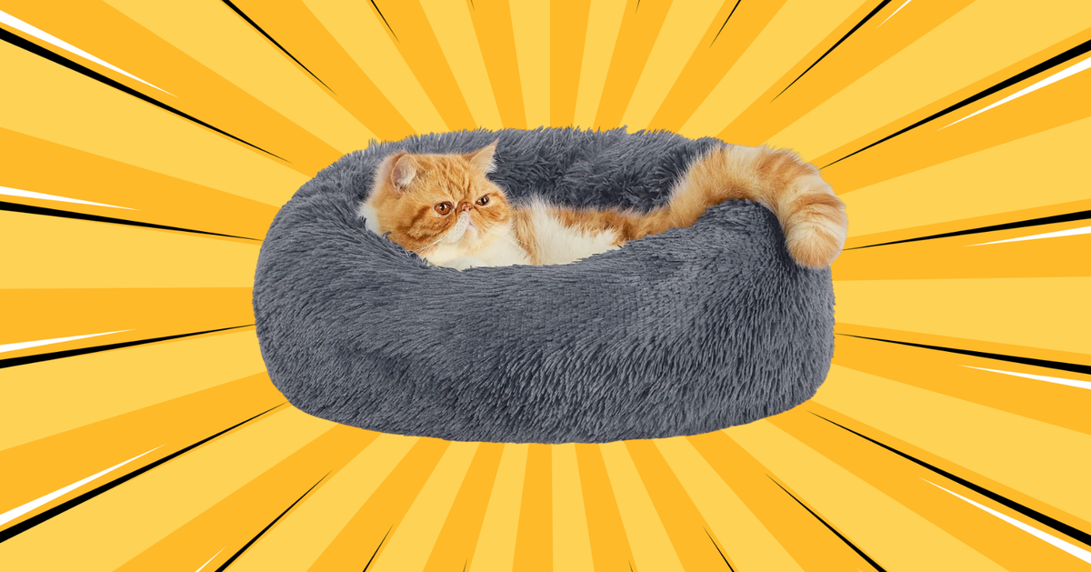 NextImg:24 Pet Deals Worth Snatching Up During Amazon's Quiet Spring Sale