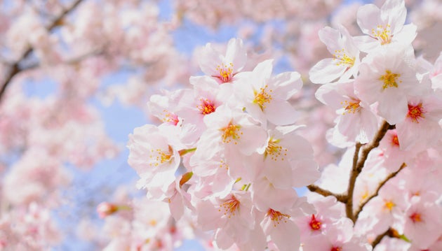 sakura flowers in the garden.