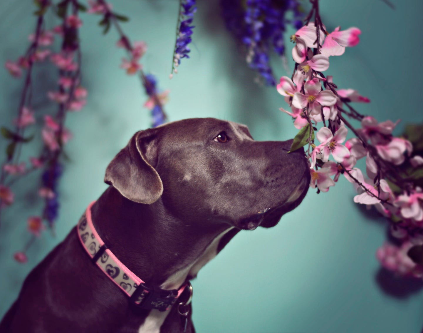 Are Cherry Blossoms Poisonous To Dogs