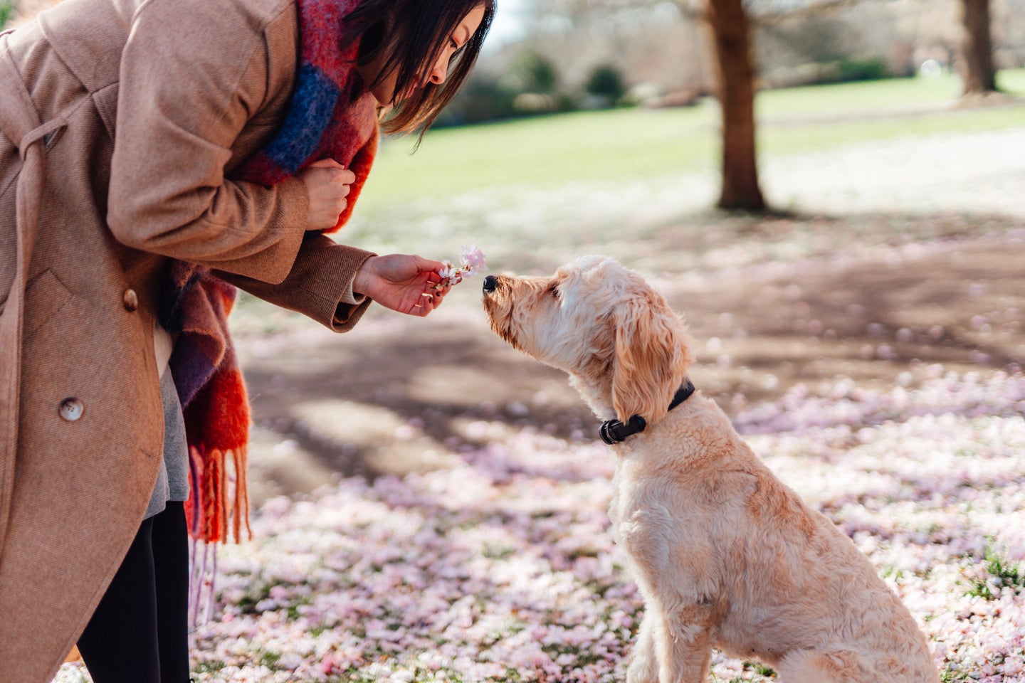 Are Cherry Blossoms Toxic Or Poisonous For Dogs? | HuffPost Life