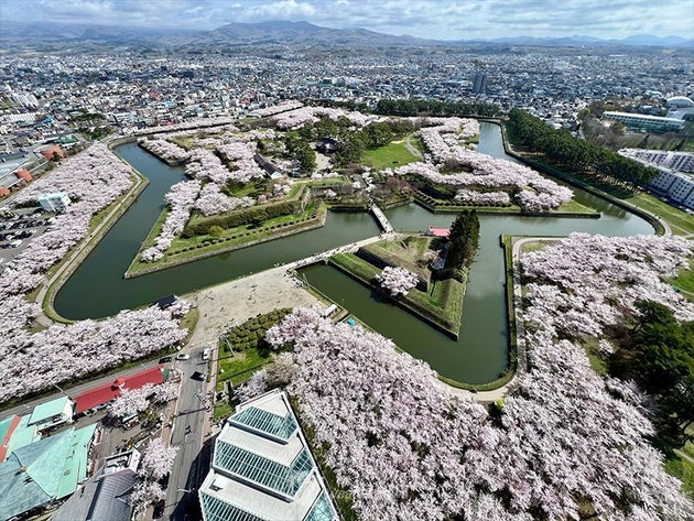 五稜郭の桜