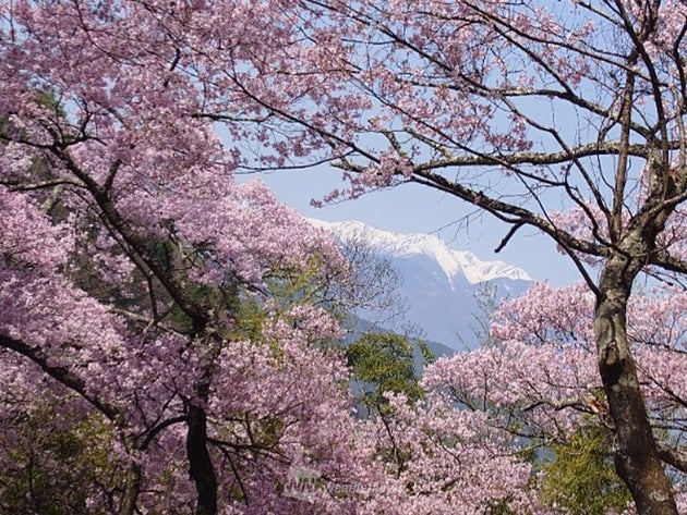 高遠城址公園の桜