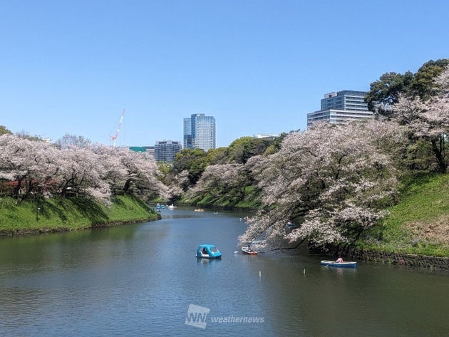千鳥ヶ淵緑道の桜