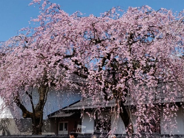 角館のシダレザクラの桜