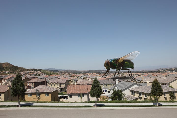 Blowfly (Calliphoridae)